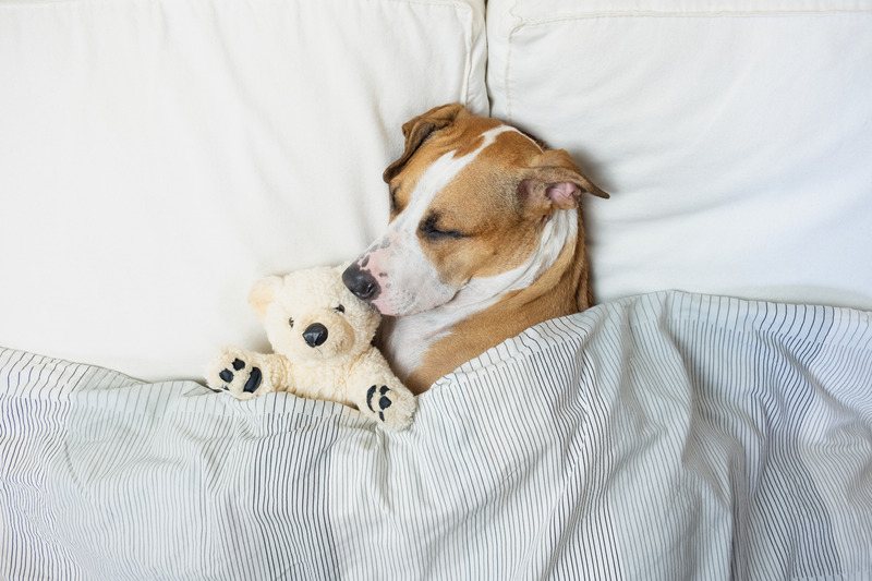 Schlafender Hund mit Teddybär unter einer Decke